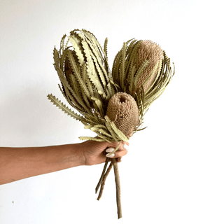 Dried Banksia Stems - houseoflilac
