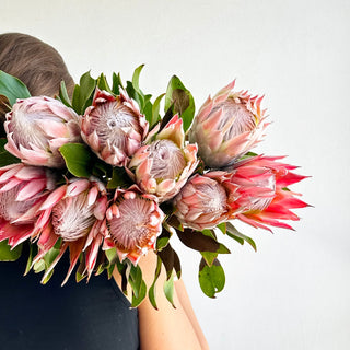 Large Protea