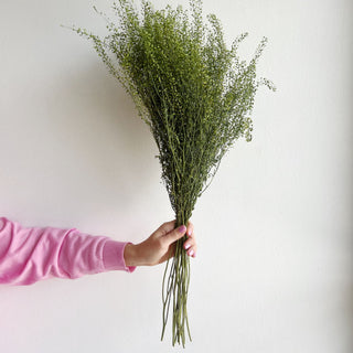 pennycress thlaspi dried flower bunch