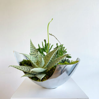 succulent garden in arc by the plantscape (4 day lead time)