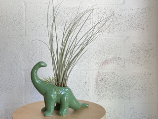 Dinosaur Planter by The Plantscape