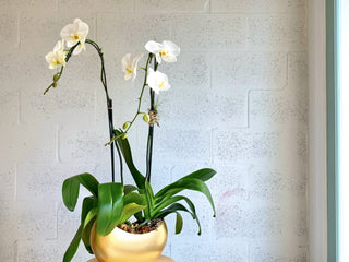 Cascading Orchid Duo in Large Golden Arc by The Plantscape