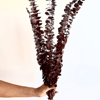 preserved eucalyptus - houseoflilac