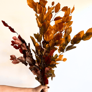 Copper Beech Bunch - houseoflilac