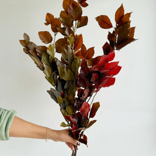 Copper Beech Bunch