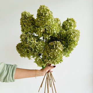 large fall season hydrangeas - houseoflilac