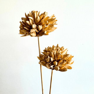 Dried Magnolia Stems - houseoflilac
