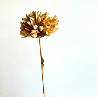 Dried Magnolia Stem - houseoflilac