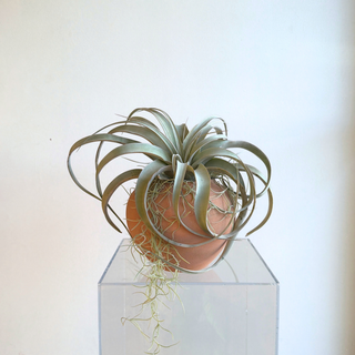 Moab Terracotta Air Plant