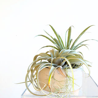 Moab Desert Planter Duo