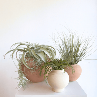 Moab Botanical Ritual Set