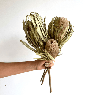 Dried Banksia Stems - houseoflilac