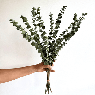 dried baby blue eucalyptus bunch - houseoflilac