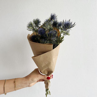 eryngium thistle dried flower bunch