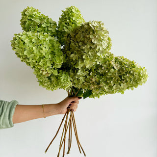 large fall season hydrangeas