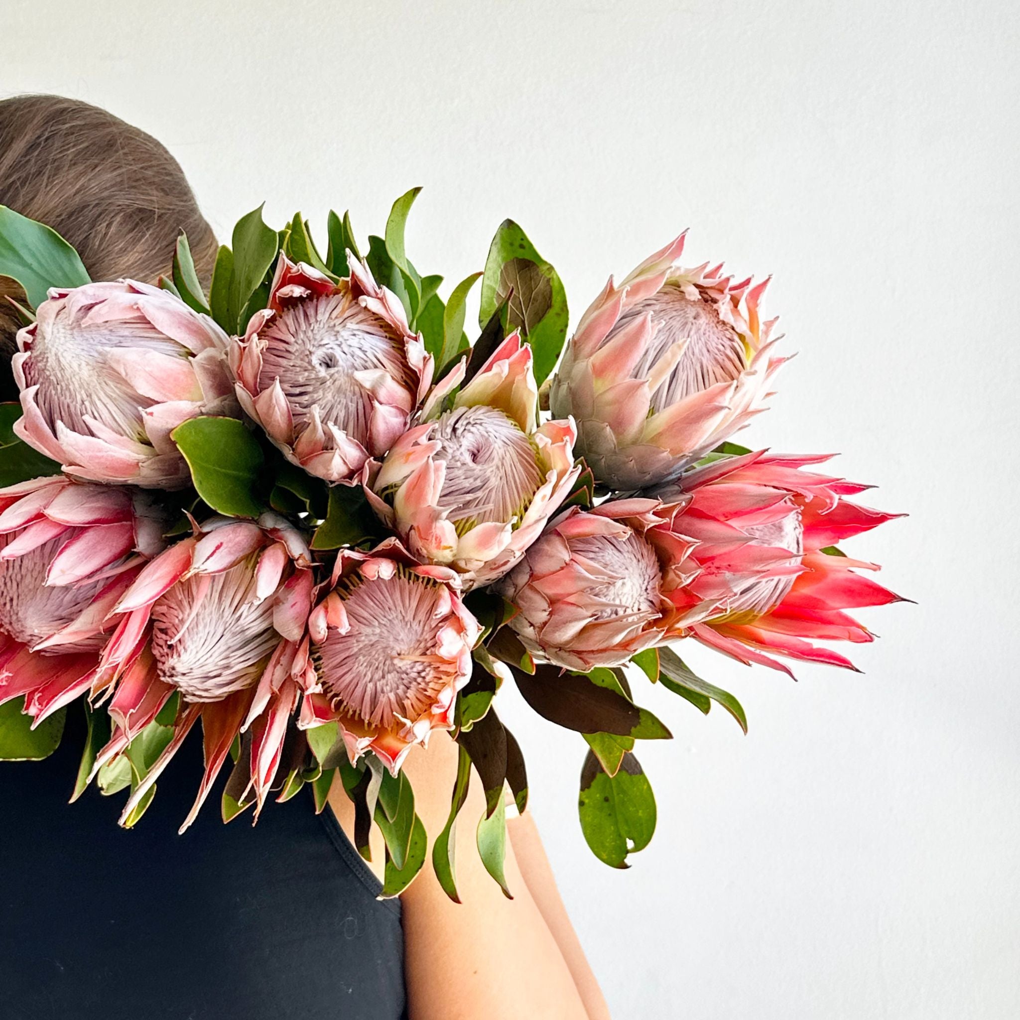 protea house plant Large Protea – houseoflilac