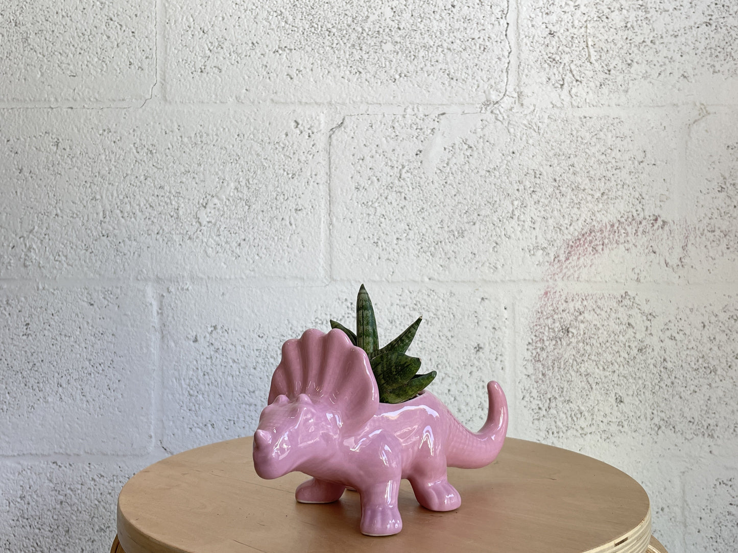 Dinosaur Planter by The Plantscape
