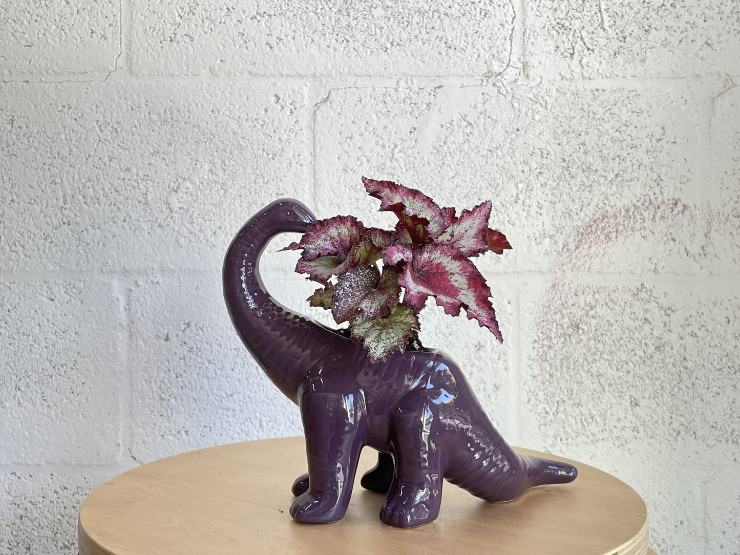 Dinosaur Planter by The Plantscape