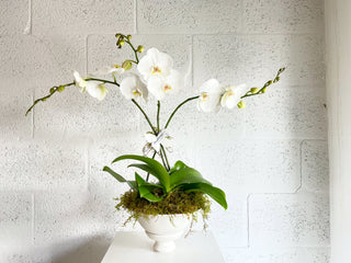 Orchids in Middle Kingdom Porcelain Footed Vaso by The Plantscape