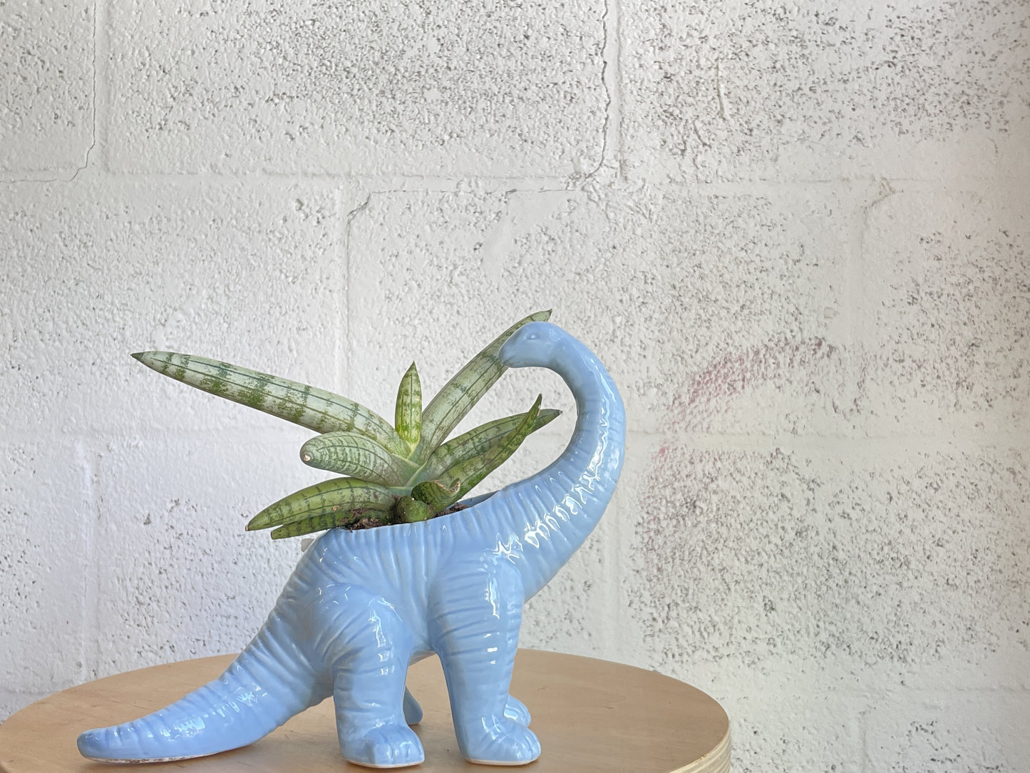 Dinosaur Planter by The Plantscape