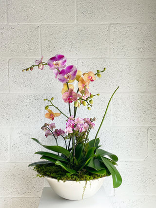 Orchids in Middle Kingdom Porcelain Footed Vaso by The Plantscape