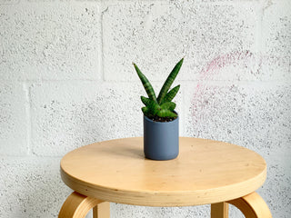 Starfish Sansevieria in Mini Porcelain Cup by The Plantscape