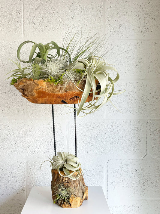 Air Plant Spectacular in Wooden Bowl by The Plantscape