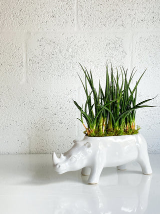 Fernwood Mikado in White Rhino by The Plantscape