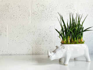 Fernwood Mikado in White Rhino by The Plantscape