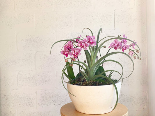 Teacup Orchid Duo and Statement Air Plant in Natural Bowl by The Plantscape