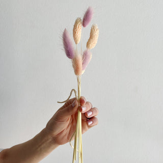 bunny tail grass dried flower bundle - houseoflilac