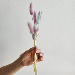 bunny tail grass dried flower bundle - houseoflilac