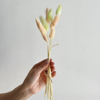 bunny tail grass dried flower bundle - houseoflilac