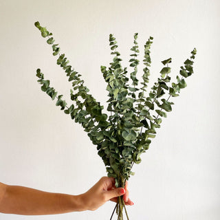 dried baby blue eucalyptus bunch