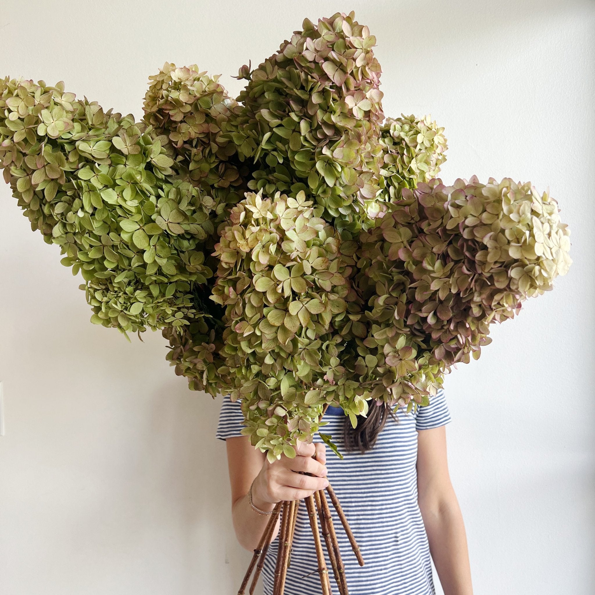 Dried Hydrangea Flowers on Medium Stems 5 Pink, Cream, and Lime