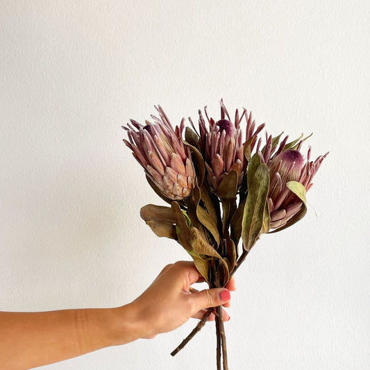 Dried Pink Ice Protea