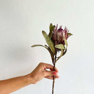 Dried Pink Ice Protea