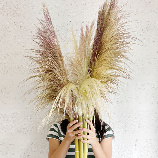 Dried Pampas Grass