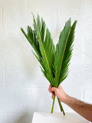 Sago Palms