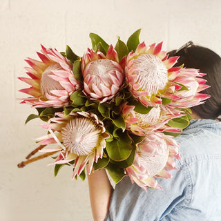 King Protea - houseoflilac