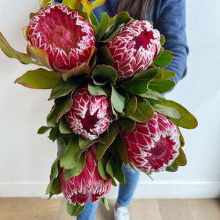 Large Protea - houseoflilac