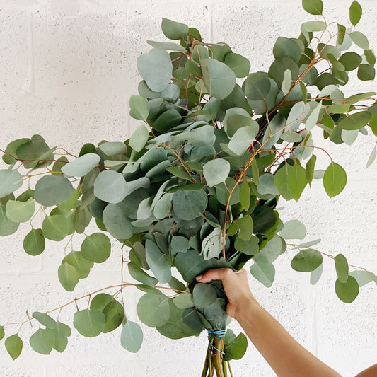 silver dollar eucalyptus bunch