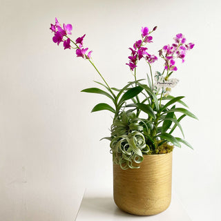 Tall Teacup Orchid Duo by The Plantscape
