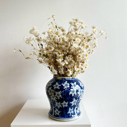 white dried rodanthe bunch - houseoflilac